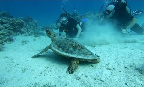 Scuba Diving Trip Hurghada